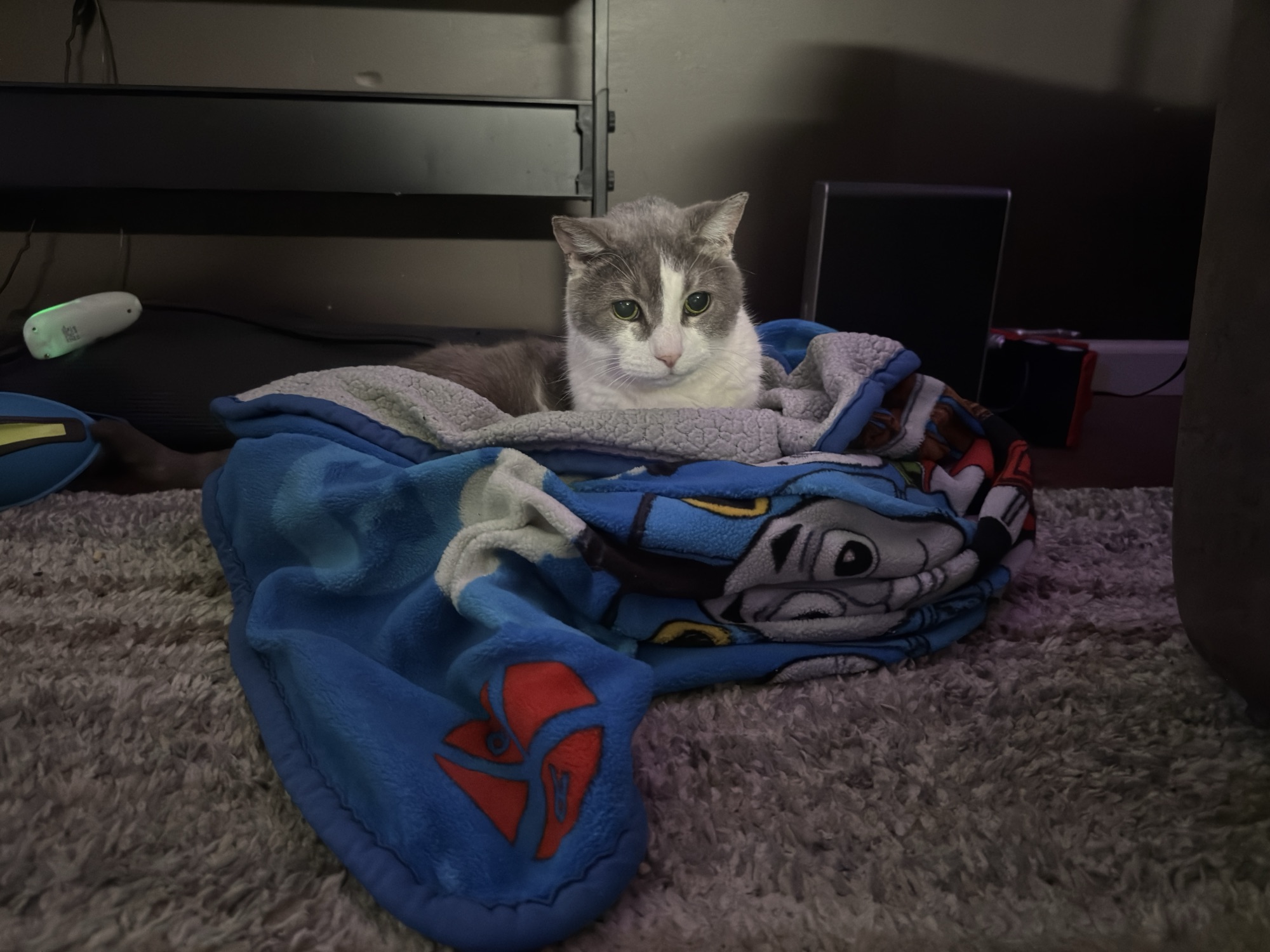 rip señora gata